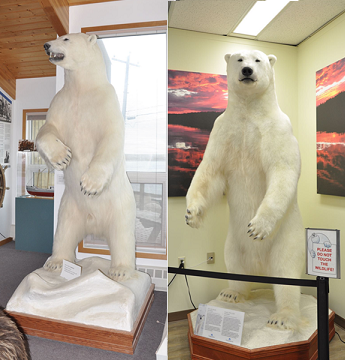 Polar Bear Taxidermy